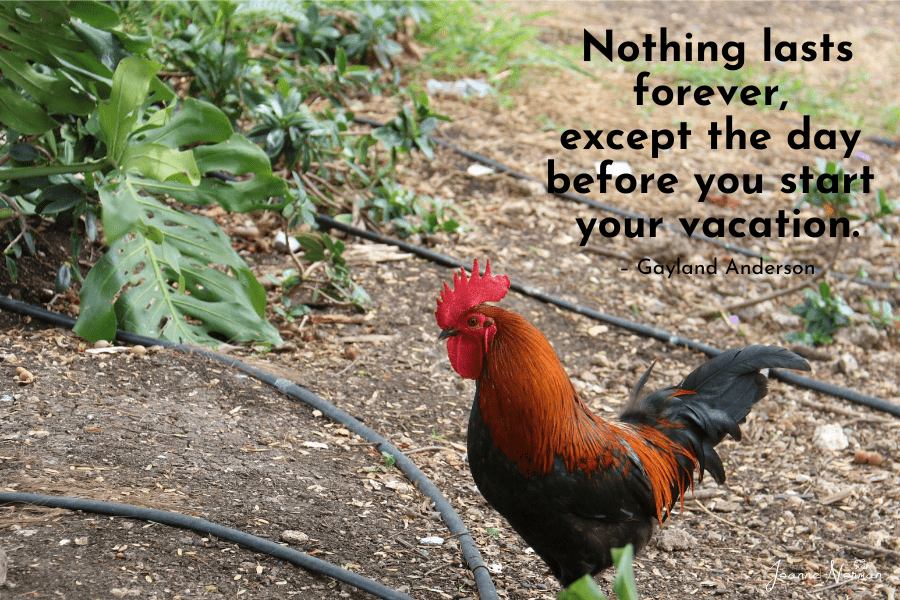 Funny travel caption on photo of rooster