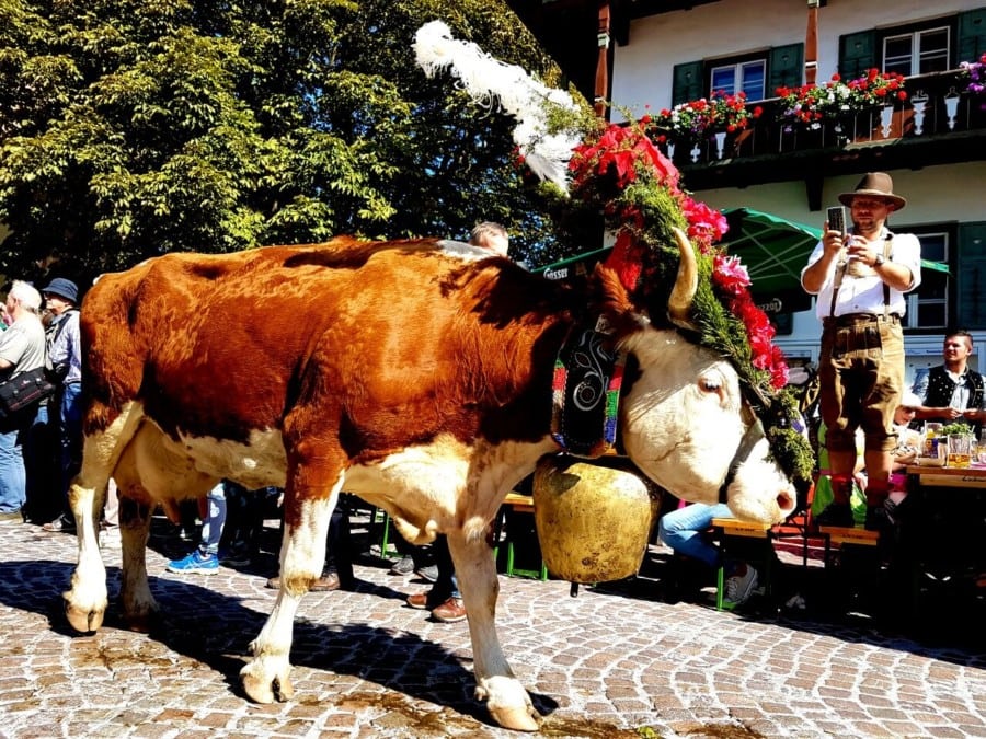 brown cows with colourful headresses is beautiful autumn destination in Europe