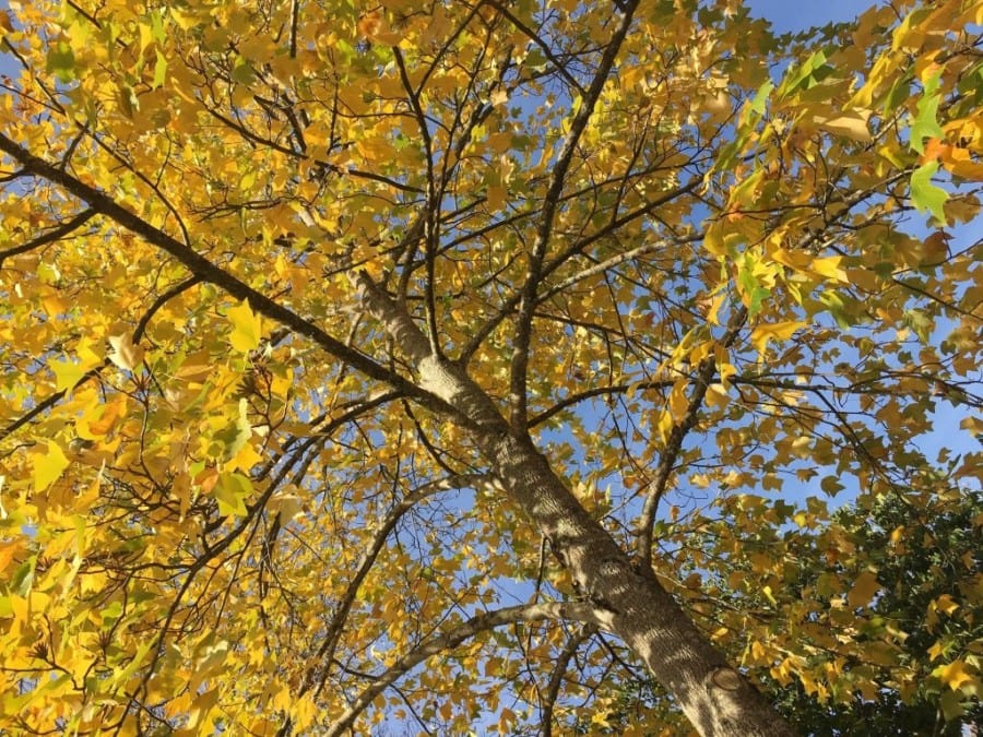 golden trees in air with blue sky poking through is autumn in Australia