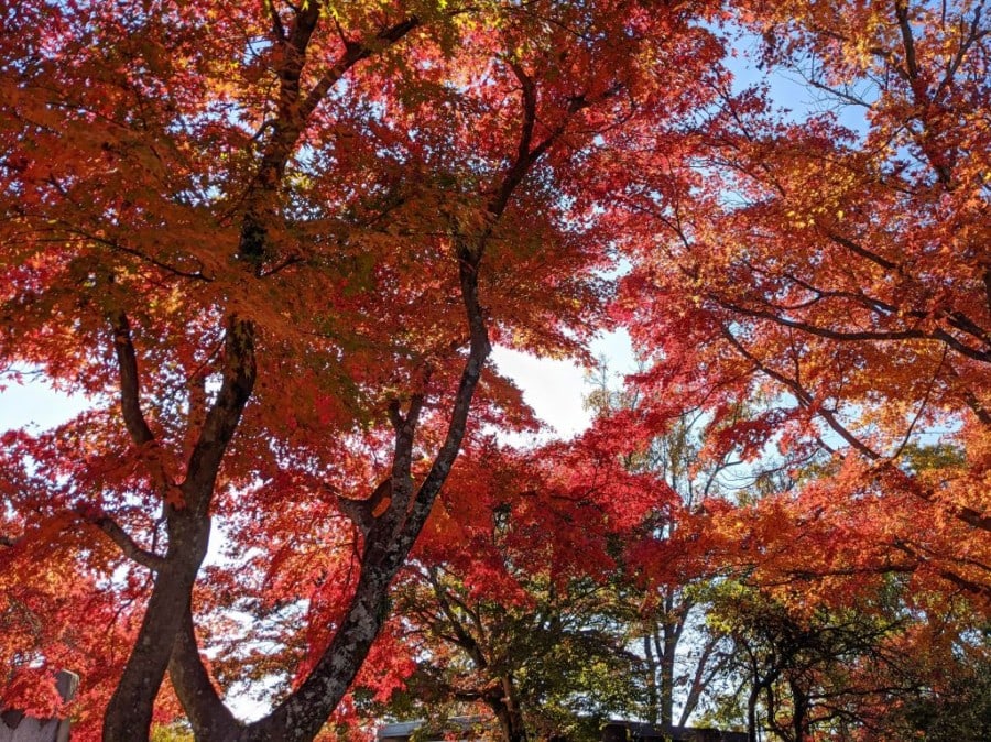 red trees during autumn in Japan is beautiful autumn destination