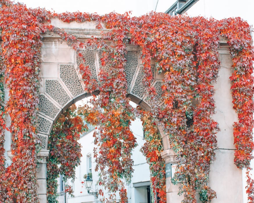 red ivy hanging over white stone archway is beautiful autumn destination autumn in London