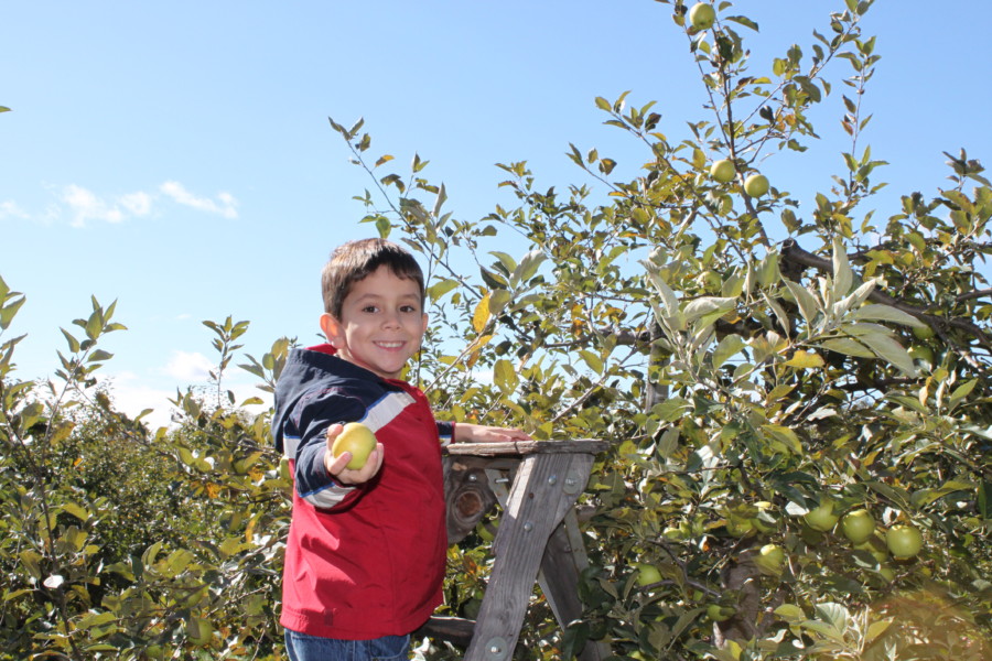 young boy picking apples