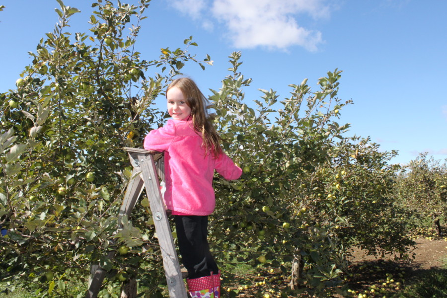 girl in pink jacket on ladder getting apples