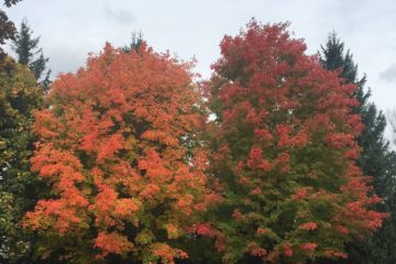 two large trees of red and orange are beautiful autumn destination in Ottawa