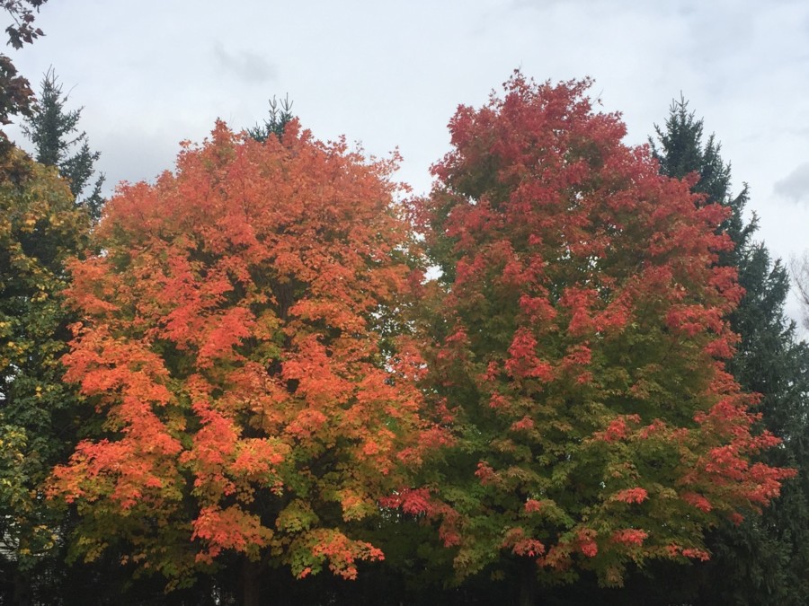 two trees one orange and one red