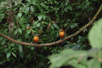 central america travel beautiful yellow birds in trees