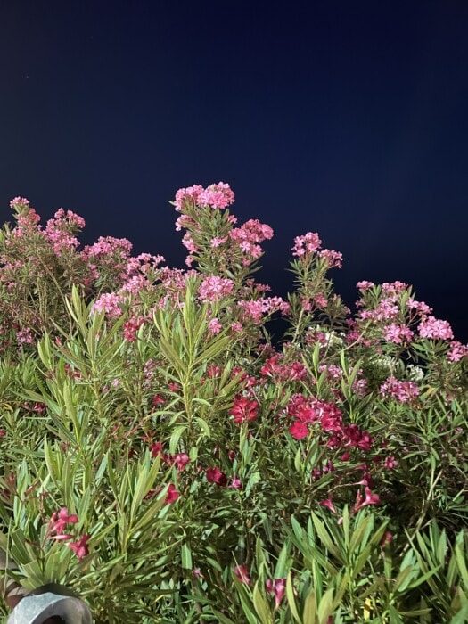 pink flowers at night