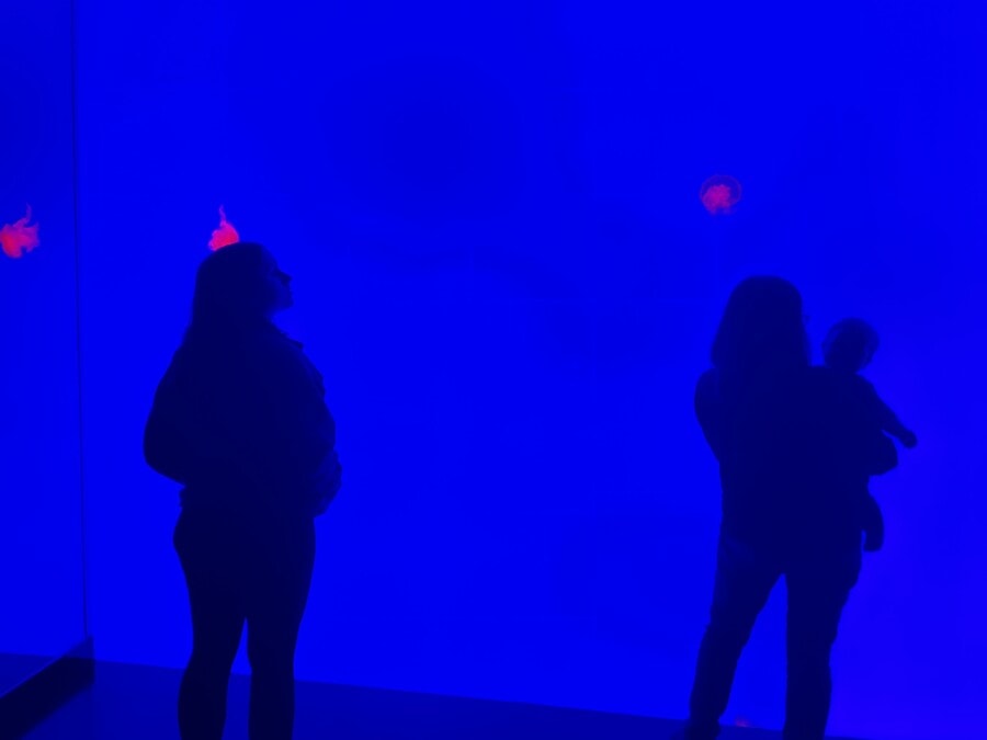 two people and baby shadow watching jellyfish