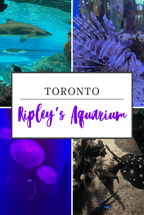 Everything you need to know for an amazing visit to Ripley's Aquarium of Canada in Toronto. #toronto #ripleysaquarium #travelwithkids #familytravel #travelwithteens #aquariums #torontotravel #ontariotravel #torontowithkids
.