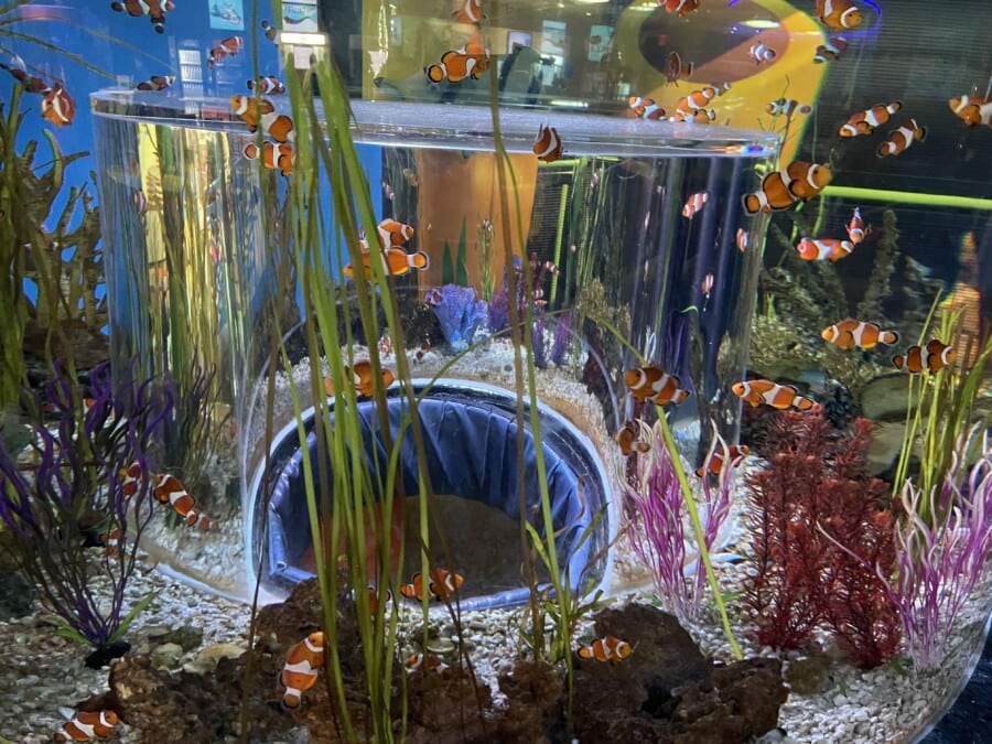 aquarium play area