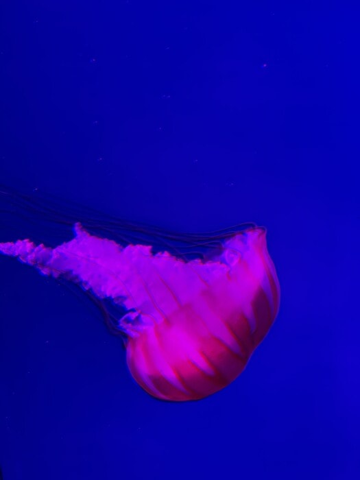 ripley's aquarium pink jellyfish