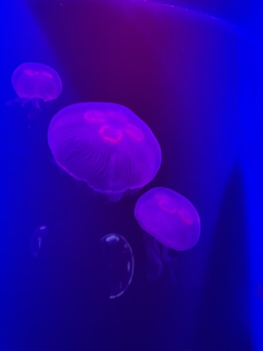 clear pink jellyfish at ripley's aquarium